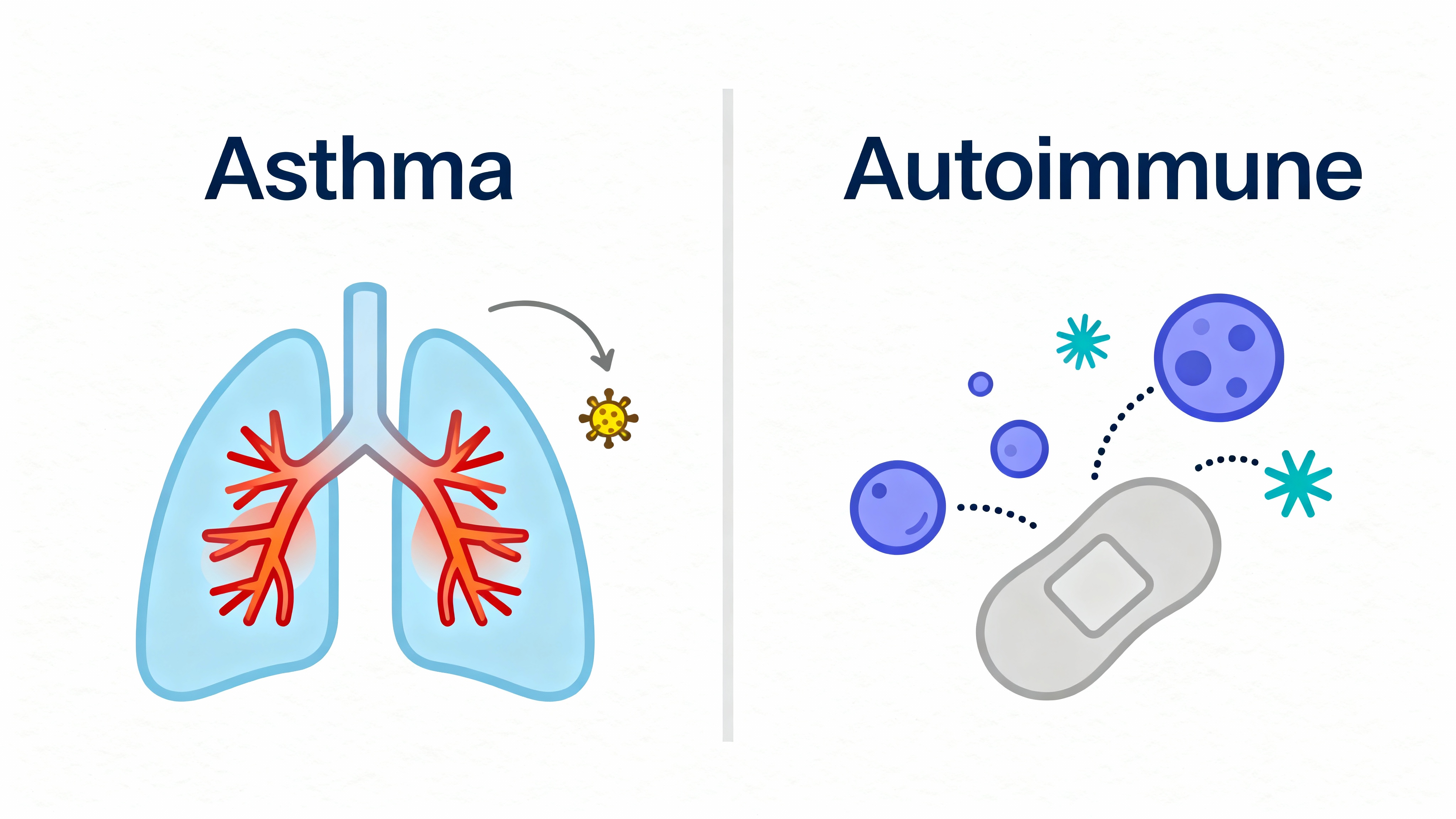 Asthma vs autoimmunity infographic: side-by-side diagram comparing asthma (triggered airway inflammation) and autoimmune reactions (immune cells targeting self-tissue).